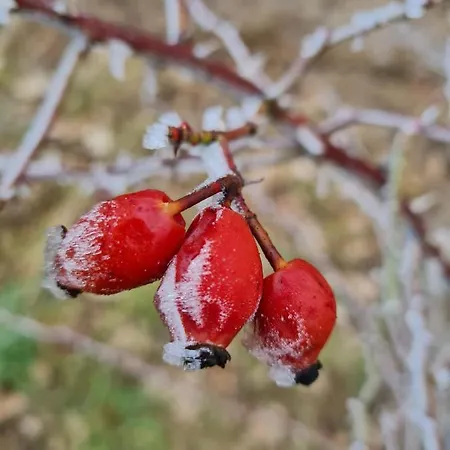 Camping La Bucolique De Tahier